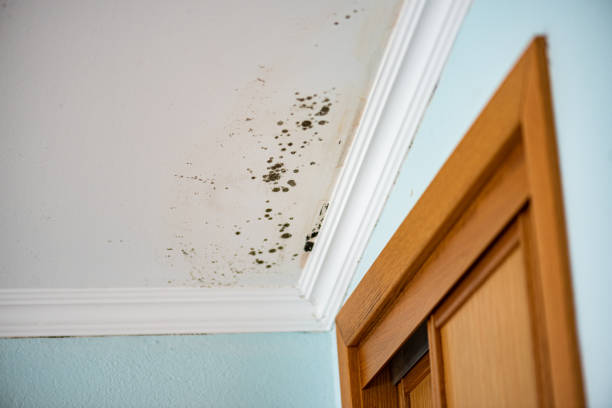 Home Mold Removal in Southgate, MI